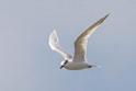 Sandwich Tern.jpg